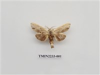 藏品(褐脈舟蛾)的圖片